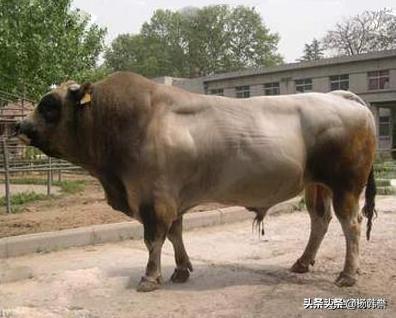牛疾病百科大全:养牛大概有多少风险，什么病最难治？ 牛疾病治疗大全