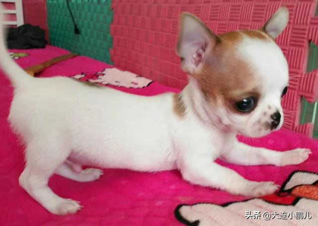 养犬能挣了钱吗？如何挣呢？