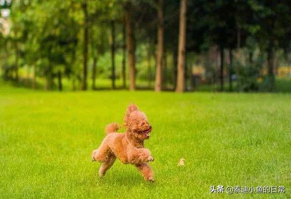 纯种泰迪犬图片及标准:真正聪明的泰迪犬是怎么样的？有什么判辨标准吗？