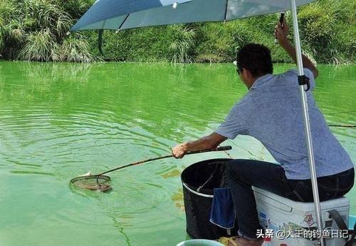 蓝倒吊鱼不会吃漂浮在水面的饲料:散养鱼塘，水肥鱼不开口，怎么办，有什么好的建议？