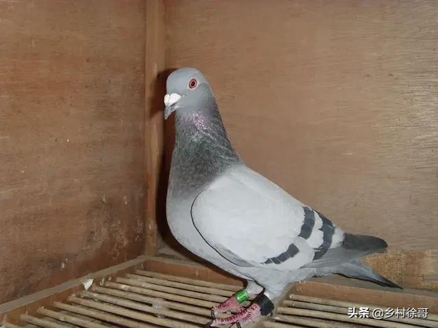 鸽子为什么这么大:鸽子脚大是不是体行就大，为什么？
