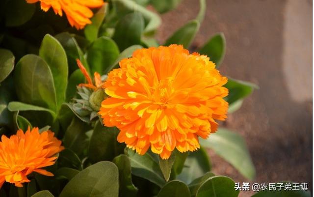 金盏菊:金盏菊几月播种好？如何养护？