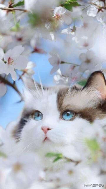 哈尔滨布偶猫价格多少钱一只:三年的同学布偶猫收我5000值得买吗？