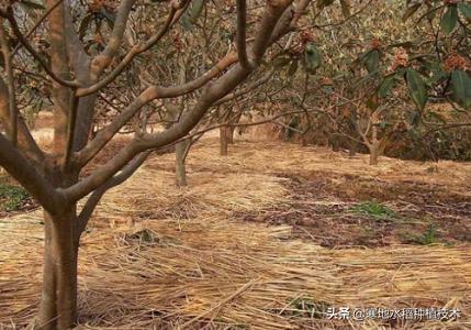 头条问答 大家都知道 用秸秆覆盖在地面上 可以有效防止杂草 可是为什么果农们很少这么做 大别山鹰的回答 0赞