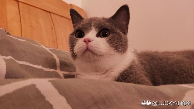 宠物情人调教法漫画贴吧:请问你养宠物，是你去适应宠物还是宠物去适应您？