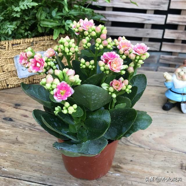 长寿花有毒吗家里能养吗:长寿花有毒吗，重瓣长寿花真能致癌吗？