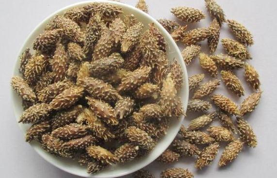 农村常见的苍耳有什么作用 苍耳子能治过敏性鼻炎吗-十万个为什么