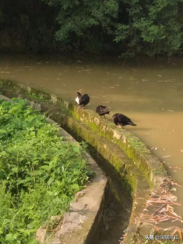 哪里能买到赛维洛犬菌清:幼犬多久驱虫一次比较好？