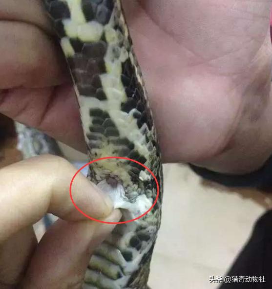 蟒蛇事件:蟒蛇的哪个部位最脆弱，遇到蟒蛇袭击，该打它哪里？