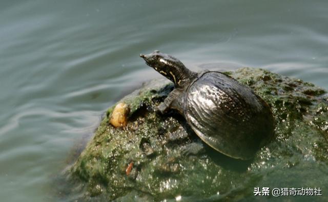 乌龟的种类名称图片:王八、乌龟、鳖、甲鱼有什么区别？