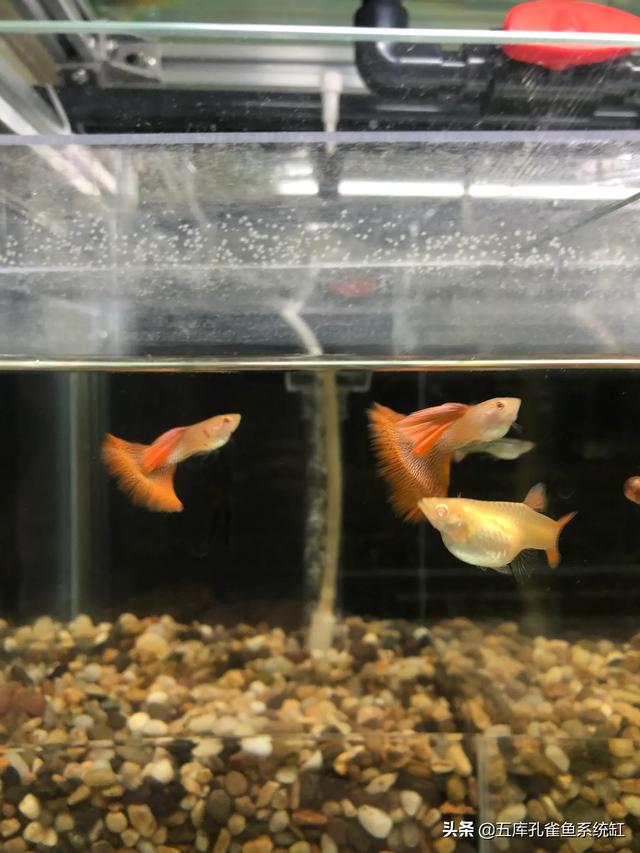水质稳定剂用法:怎么让水草缸底长满水草？