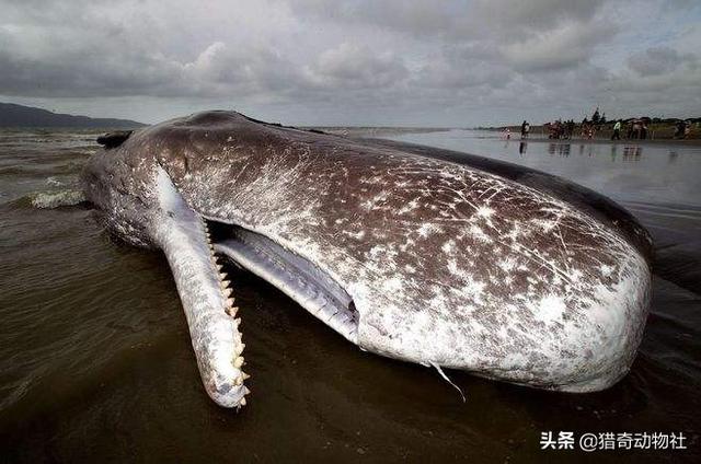 布氏鲸鱼抹香鲸是比虎鲸还大的齿鲸它是否有天敌呢