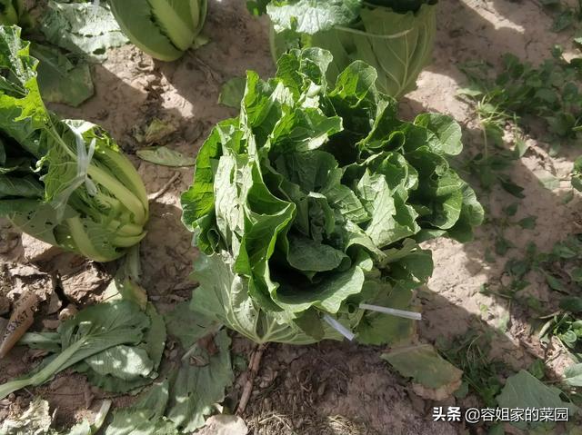 近期白天大约14度 晚上大约4度 大白菜还能长吗 头条问答