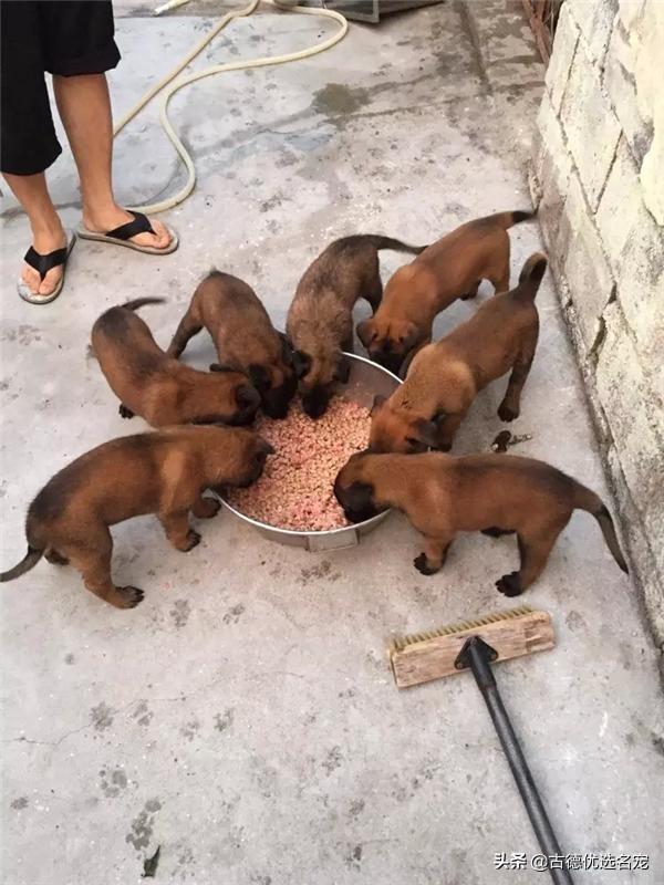 比利时牧羊犬怎么喂养:比利时牧羊犬幼犬怎么喂 马犬成长几个月会进入尴尬期？要怎么喂养？