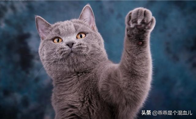 英短蓝猫幼猫怎么养:英短蓝猫幼猫吃什么猫粮？