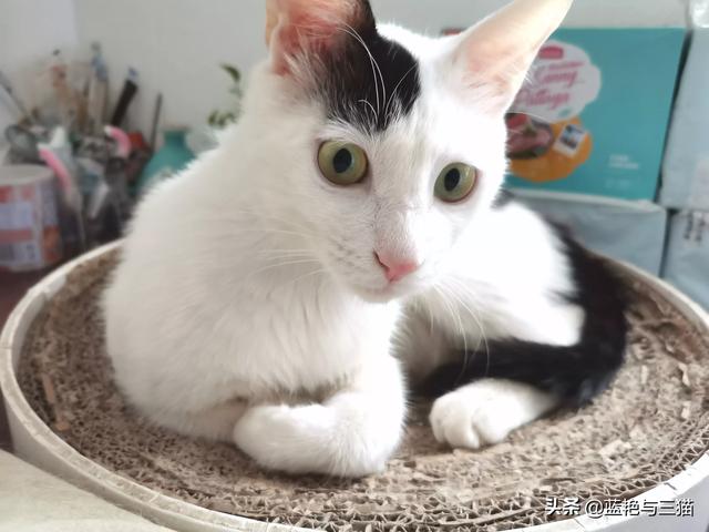 你们的猫咪性格好吗？