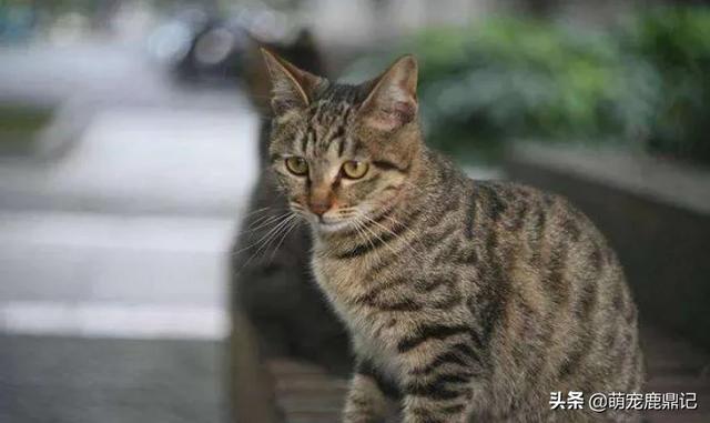 宠物猫免费领养:五个月大的猫咪适合领养吗？ 58同城宠物猫免费领养
