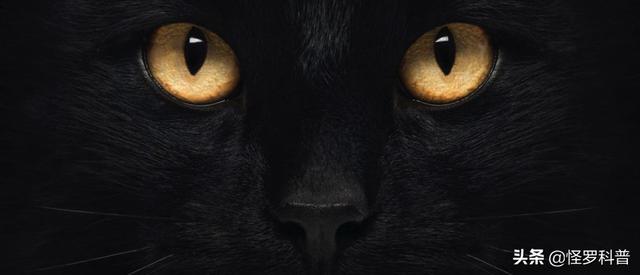 吸猫什么意思啊怎么还有罪:猫咪会有吃掉主人的意图吗？为什么？