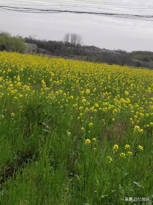 头条问答 油菜提早开花 为什么会影响产量 23个回答