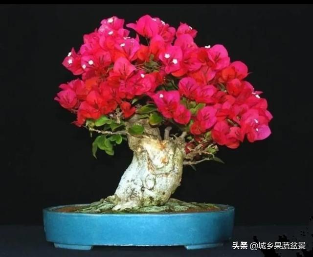 元宝枫图片:元宝枫图片大全大图 挖桩应该在什么时候移栽，是休眠期移栽好，还是刚要萌芽时？