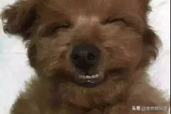 被打狗叫音效:如果发现别人虐狗，我们能做什么去帮助狗狗？