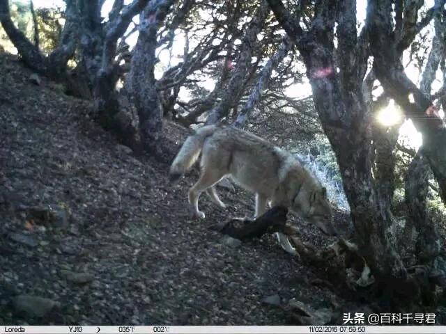 澳洲野犬长途奔袭30公里:小时村子周围狼很多，下午就不敢到地里去，现在为什么见不到了？