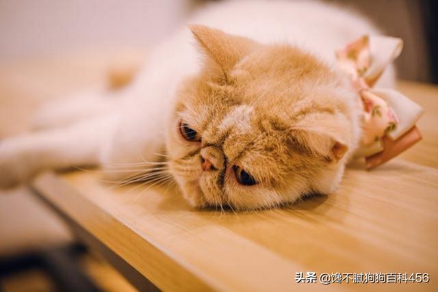 素力高海藻粉对猫咪的作用:哪些猫咪生活不能自理，流浪就无法生存？
