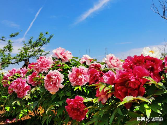 花儿,如何拍摄才是最美丽的？