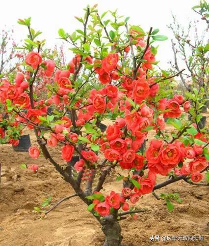 多肉植物蚜虫怎么防治:多肉植物怎么样才算是生病？