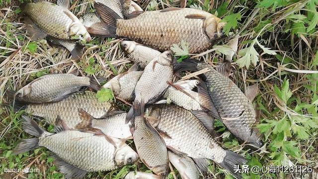 什么牌子的鱼竿好用,质量有所保证的,价格别太贵钓鱼太费钱了？