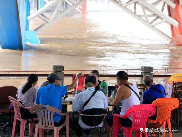 98年大水发现大蛇:老有人说见过碗口粗的蛇，辽宁的蛇最大能长多大？