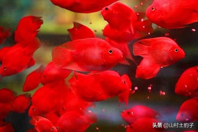 血红鹦鹉鱼食哪个牌子好:鹦鹉鱼如何喂养，体型才能快速的长大？