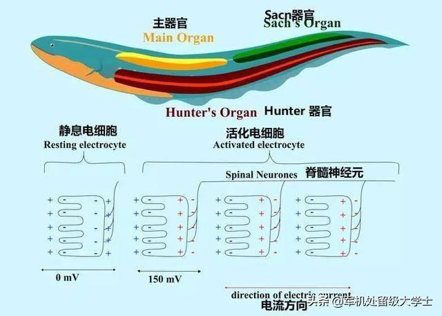 揭秘电鳗为什么会放电:有水中“高压线”之称的电鳗，可以放出多大的电压？