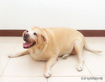 怎样帮猫减肥:一个月，我妈把我的二哈狗养成了二哈猪，我该怎么给它减肥？