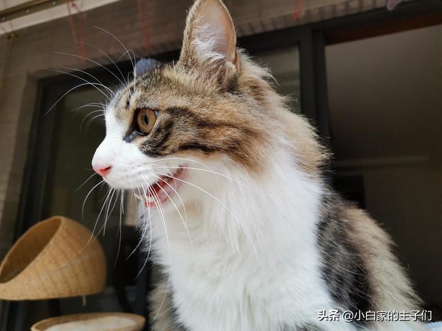 猫咪不乖 h:家养的猫咪突然不用猫砂盆了，到处乱便便，怎么回事，怎么办？ 猫咪不乖会不会做肉汤