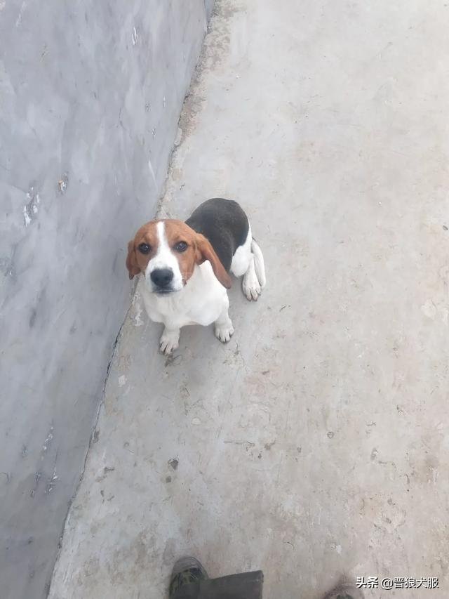 比格犬好养吗:比格犬好不好养？有什么特点吗？