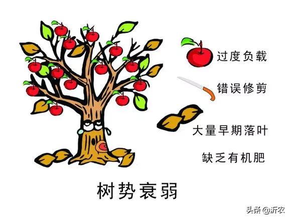 溴敌隆乳母液:蔬菜种植如何防治黄曲条跳甲？