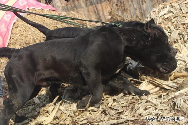 犬瘟热早期表现为:狗狗得了狂犬病症状和狗瘟症状有什么区别，如何区分？ 犬瘟热炎症一直没有减轻