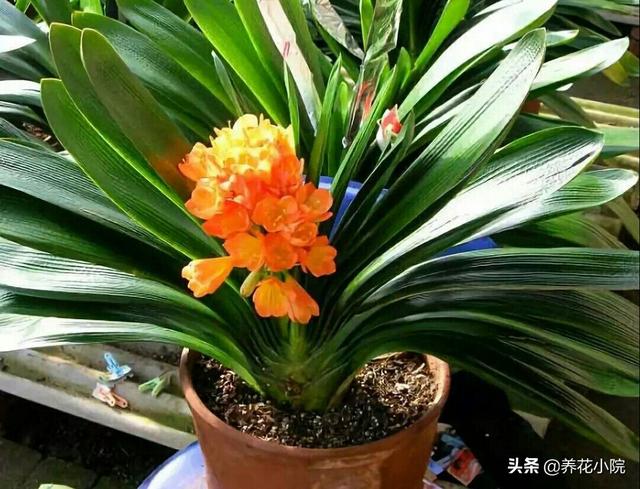 君子兰开花有什么兆头的说说:请问君子兰一般几月开花? 花期有多久？