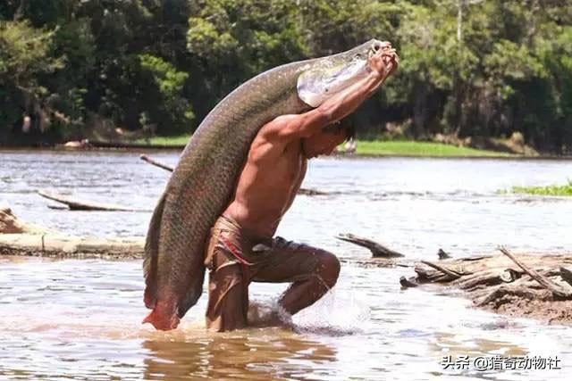 亚马逊的眼泪未公开版，亚马逊河最恐怖的动物是什么