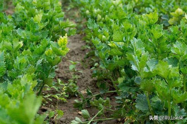 芹菜壮阳吗，秋季农村菜园子种植小香芹，如何才能出苗快、出苗齐，获得丰产？