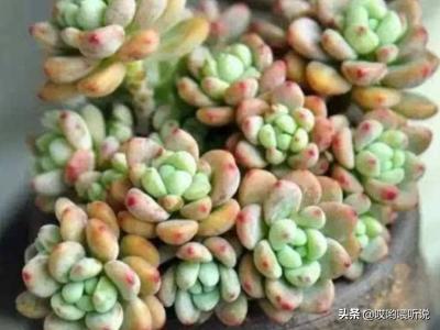 多肉植物栽培:老师！养多肉植物用什么土种植好？上什么肥料好？