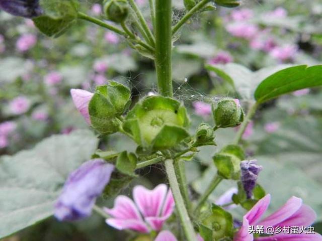 透红小丑红肚葵:锦葵、蜀葵、秋葵三种植物怎么区分？