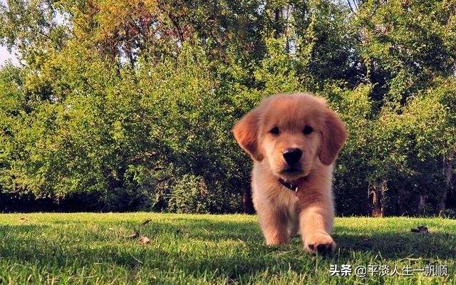 狗屎:遛狗在我家门口屙屎三次，临居教我今晚把狗屎放她家门口，咋办？