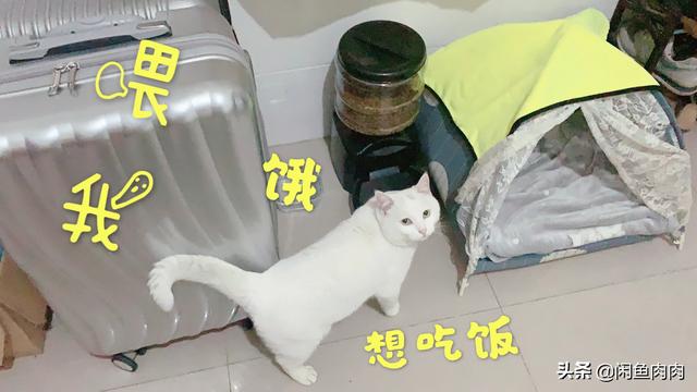 上海猫咪领养救助中心:那些收养流浪猫、流浪狗的是些什么人？