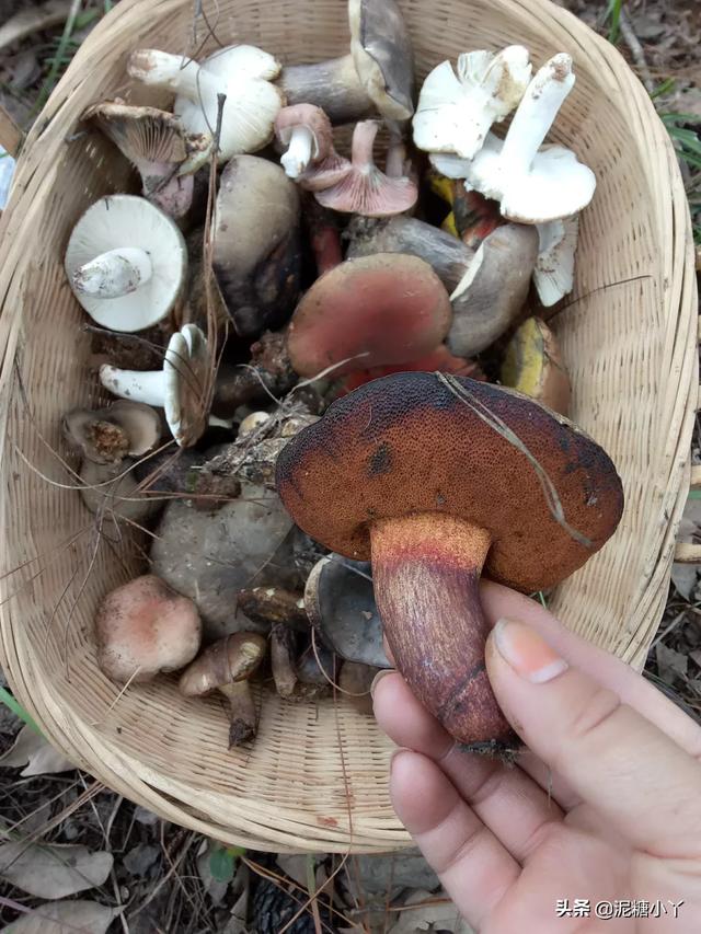 如何更好的保存白蘑菇，野生菌季节来临，农村的朋友，生菌一般怎样保存