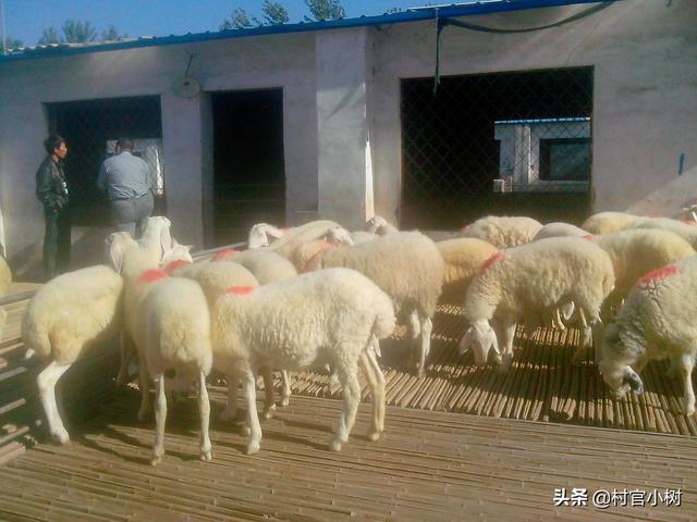 日本玛鲁哈水产公司:2020年养殖行业还能行吗？