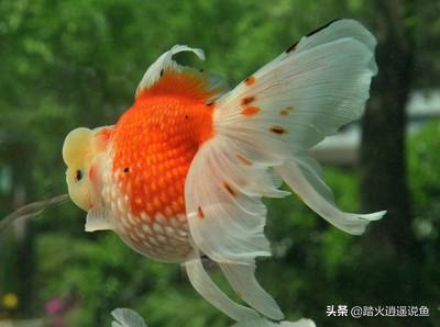 水缸水藻如果清除:鱼缸里的水老是浑浊怎么办？