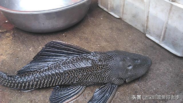 广东人为什么搞不定罗非鱼，广东河沟里许多罗非鱼，为何没什么人吃
