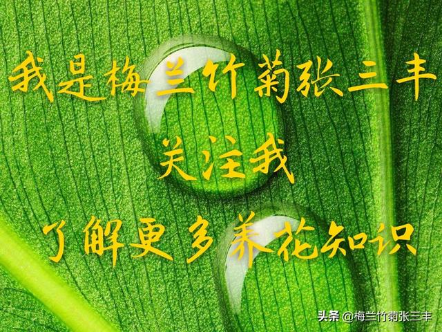 天人菊小苗摘心:菊花需要打顶吗？为什么？
